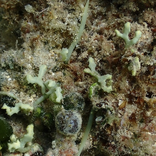 Caulerpa serrulata observed 2024-11-02