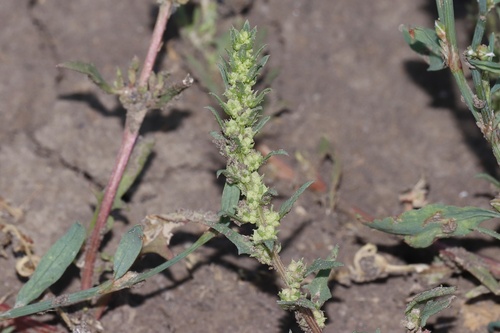 Image of Nuttall's Povertyweed (Blitum nuttallianum) by (c) Dustin Snider, some rights reserved (CC BY)