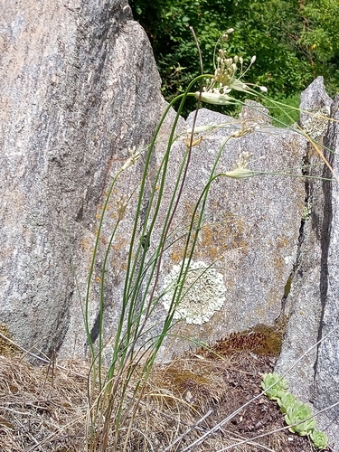 Image of Allium paniculatum by no rights reserved