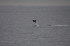 Lagenorhynchus albirostris