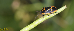 Eurydema gebleri