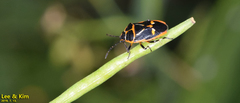 Eurydema gebleri