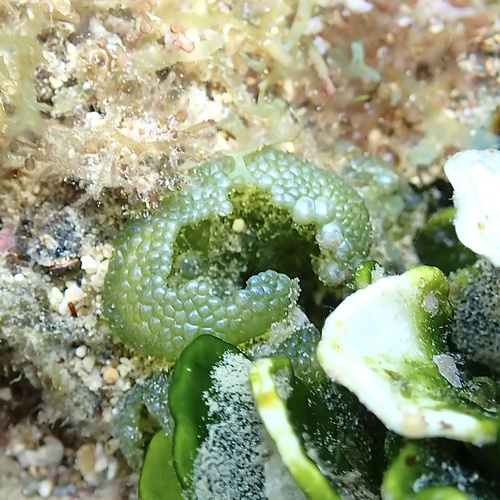 Image of Dictyosphaeria cavernosa by (c) Thomas Irvine, some rights reserved (CC BY)
