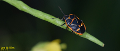 Eurydema gebleri