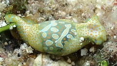 ミガキブドウガイ