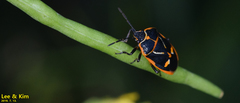Eurydema gebleri