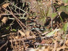 Thamnophis sirtalis tetrataenia
