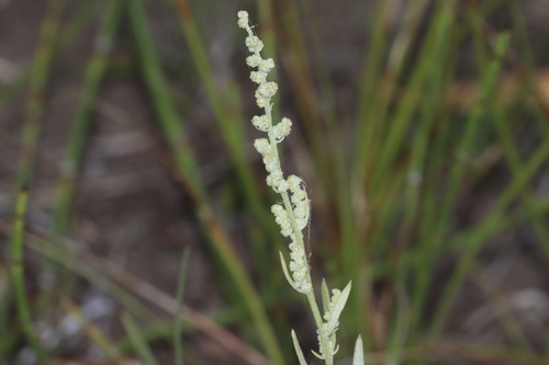 Image of Chenopodium leptophyllum by (c) Dustin Snider, some rights reserved (CC BY)