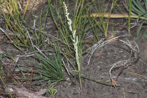 Image of Chenopodium leptophyllum by (c) Dustin Snider, some rights reserved (CC BY)