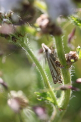 Crambus whitmerellus
