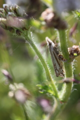 Crambus whitmerellus