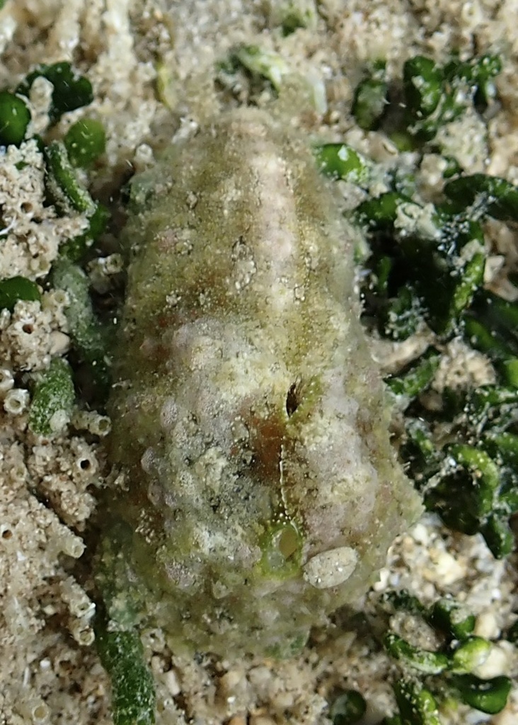 Dappled Sea Hare