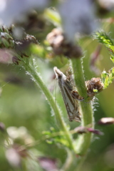 Crambus whitmerellus