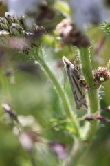 Crambus whitmerellus