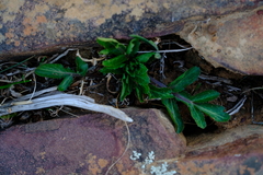 Lichtensteinia obscura