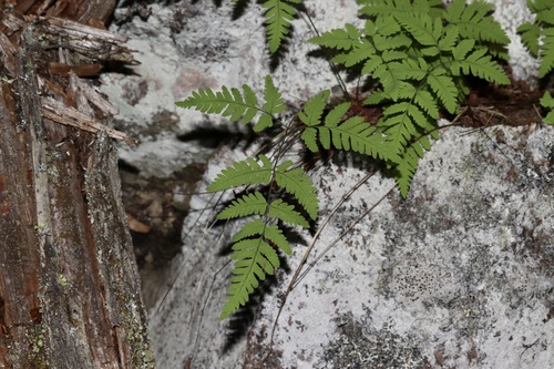 Nahanni oak fern (Gymnocarpium continentale)