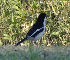 Laniarius bicolor sticturus