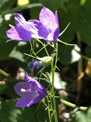 Campanula persicifolia