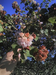 Dombeya