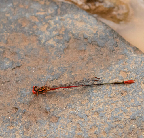 Megalagrion oresitrophum observed 2024-11-01
