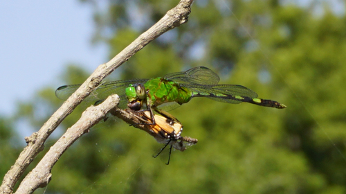 Great Pondhawk