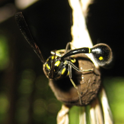 Eumenes makilingi, 2009-09-18