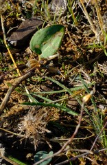 Eriospermum glaciale