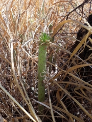 Euphorbia lugardiae image