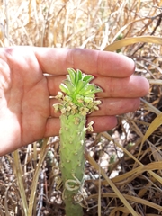 Euphorbia lugardiae image