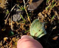 Eriospermum glaciale