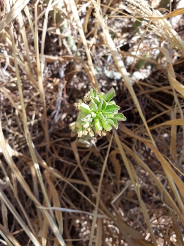 Euphorbia lugardiae image