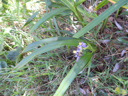 Image of Dianella congesta by (c) Mark Clarke, some rights reserved (CC BY)