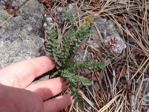 Image of Pelargonium pinnatum by (c) Eugene Hahndiek, some rights reserved (CC BY-SA)