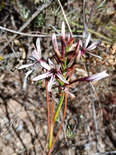 Image of Thereianthus elandsmontanus by (c) bullwooding, some rights reserved (CC BY)