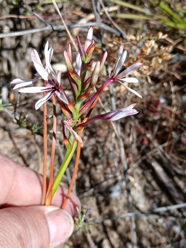 Image of Thereianthus elandsmontanus by (c) bullwooding, some rights reserved (CC BY)
