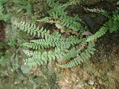 Asplenium incisum