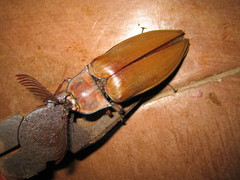 Oxynopterus mucronatus