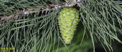 Pinus densiflora