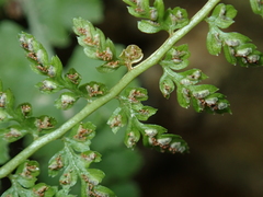Asplenium incisum