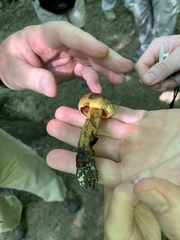 Neoboletus xanthopus