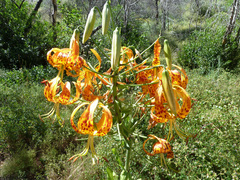 Lilium humboldtii