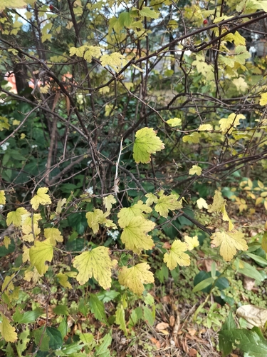 Winter-berry currant (Ribes fasciculatum)