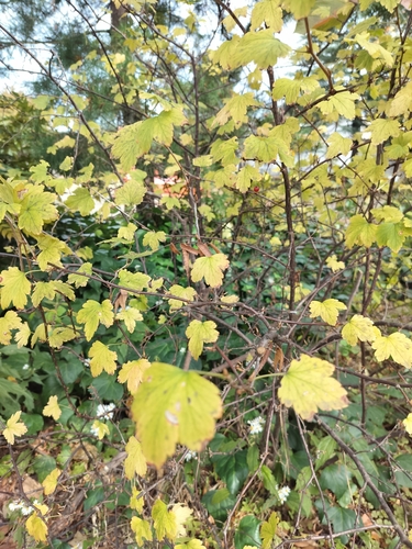 Ribes fasciculatum, photograph 2