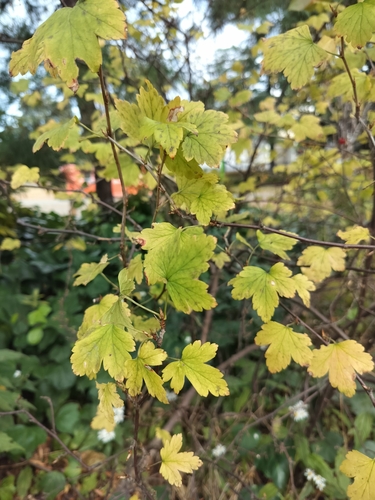 Ribes fasciculatum, photograph 3