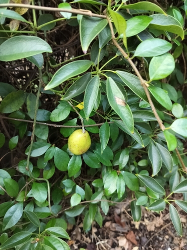 Stauntonia hexaphylla (Stauntonia hexaphylla)