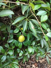 Stauntonia hexaphylla, photograph Max Y, CC0, iNaturalist via GBIF