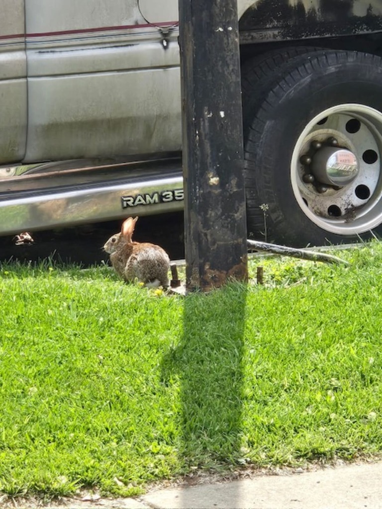 Cottontail Rabbits in November 2024 by transylvania_nc. ecoEXPLORE ...