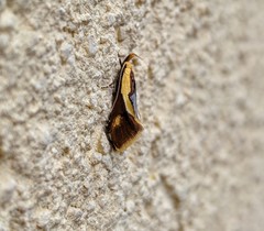 Harpella forficella