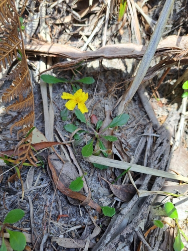 Image of Trailing Goodenia (Goodenia lanata) by (c) Corey O'Brien, some rights reserved (CC BY)