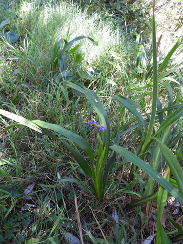Image of Dianella congesta by (c) Mark Clarke, some rights reserved (CC BY)